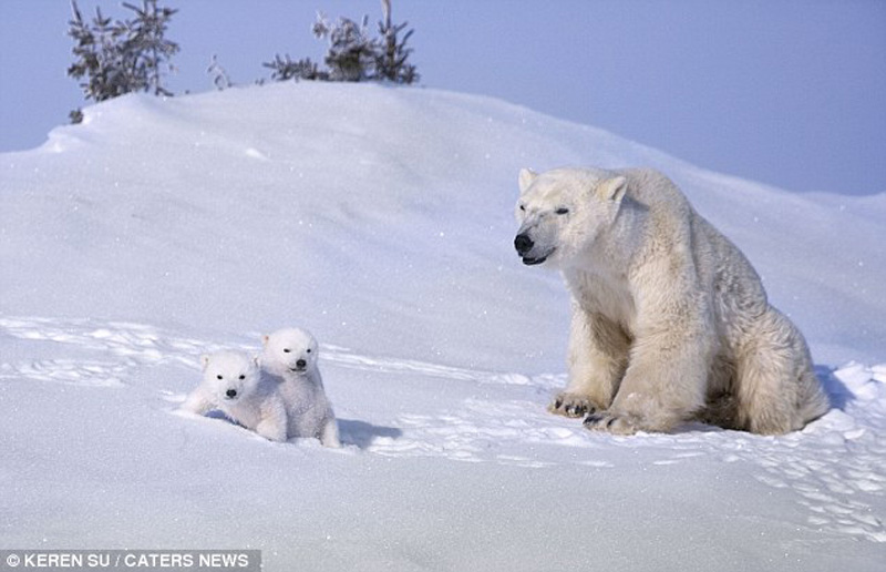 zabavniemedvejata 9 Зимние забавы белых медвежат и их мамы