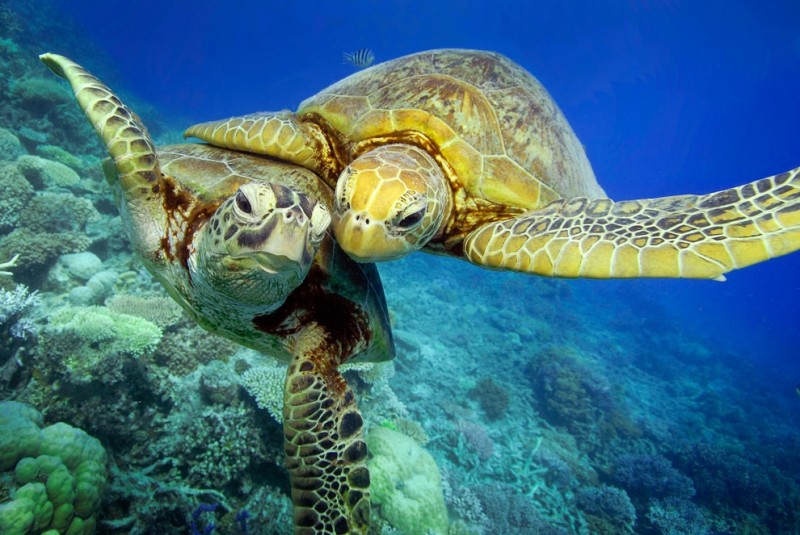 zelyoniecherepaxi 4 800x535 Зелёные черепахи на Большом Барьерном рифе