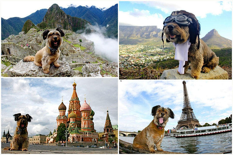 Оскар – пёс-путешественник 