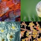Победители конкурса Olympus BioScapes 2012