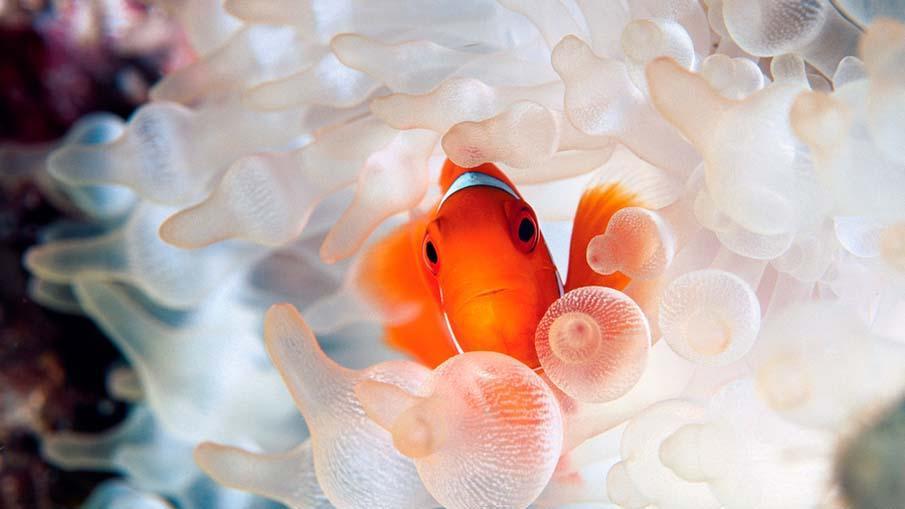exoticfish01 Красочные рыбки со дна океана