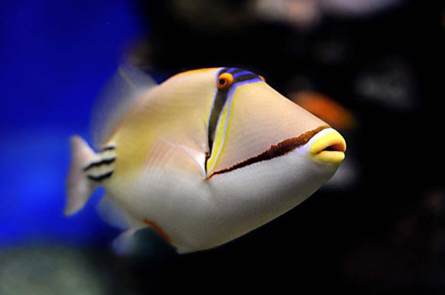 exoticfish05 Красочные рыбки со дна океана