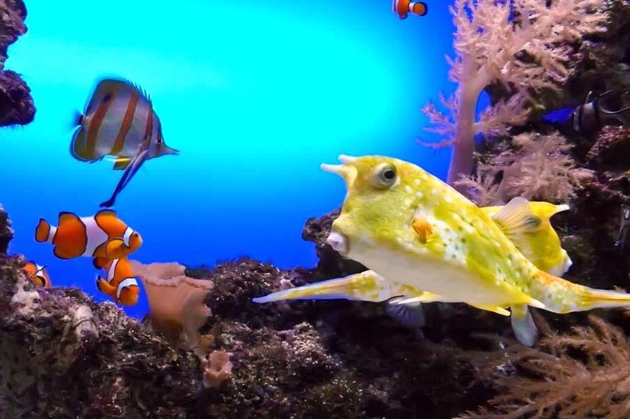 exoticfish15 Красочные рыбки со дна океана