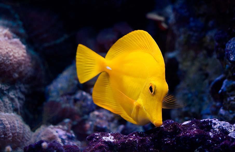 exoticfish18 Красочные рыбки со дна океана