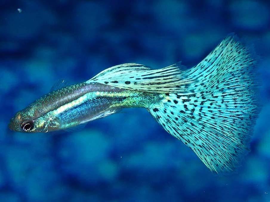 exoticfish19 Красочные рыбки со дна океана
