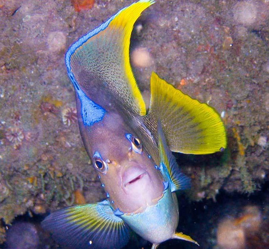 exoticfish20 Красочные рыбки со дна океана