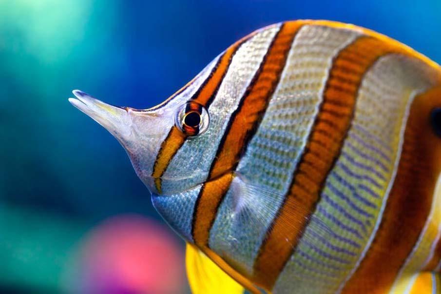 exoticfish22 Красочные рыбки со дна океана