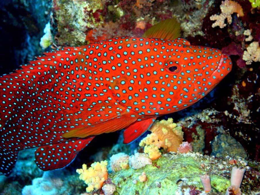 exoticfish27 Красочные рыбки со дна океана