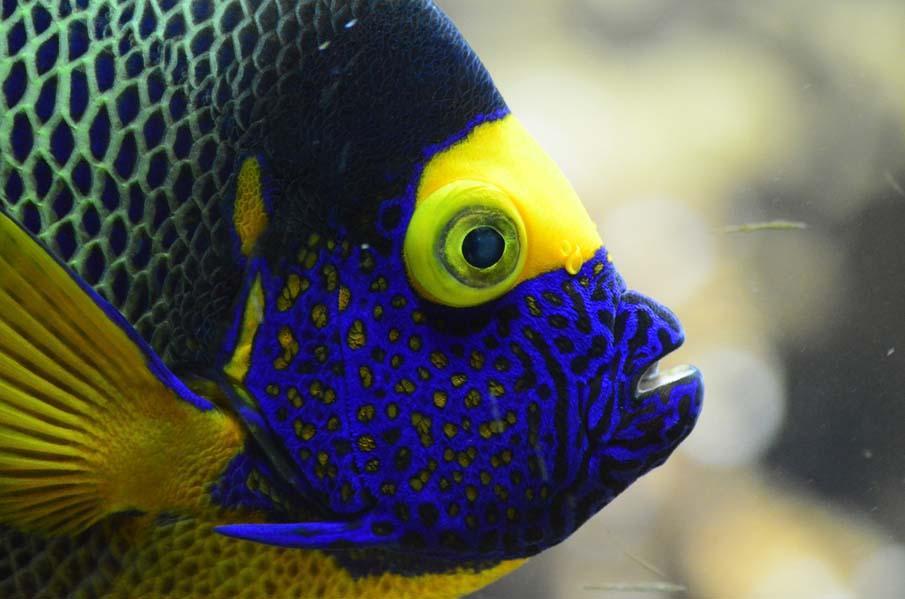exoticfish33 Красочные рыбки со дна океана