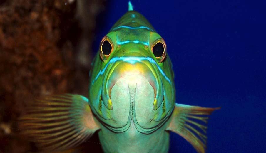 exoticfish34 Красочные рыбки со дна океана