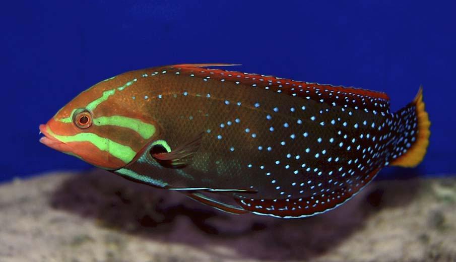 exoticfish36 Красочные рыбки со дна океана