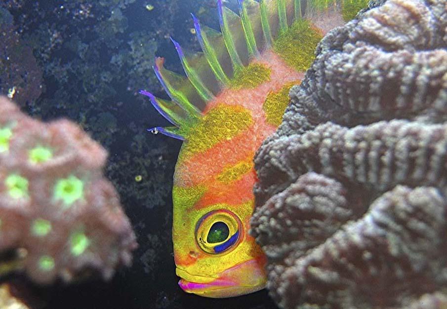 exoticfish37 Красочные рыбки со дна океана