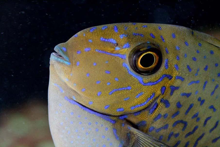 exoticfish42 Красочные рыбки со дна океана