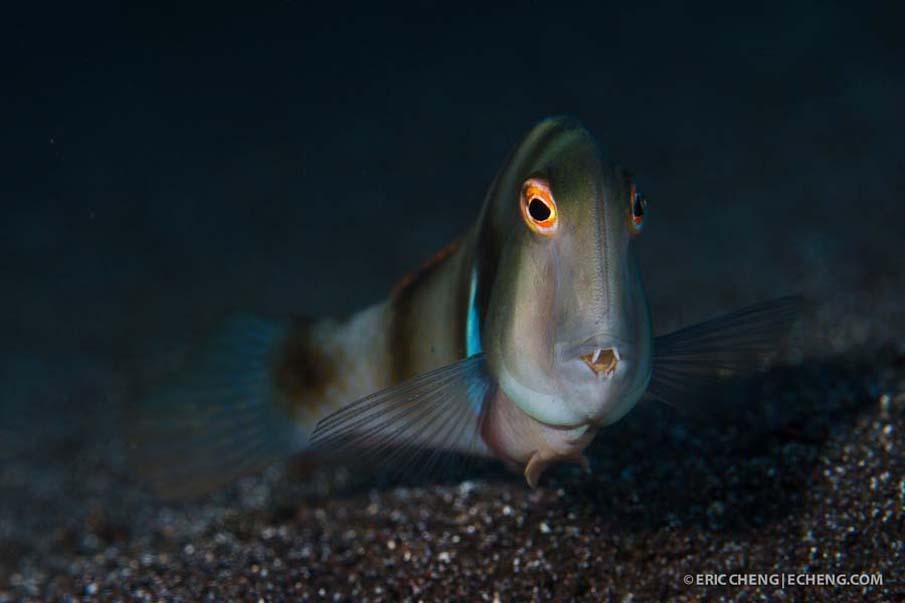 exoticfish43 Красочные рыбки со дна океана