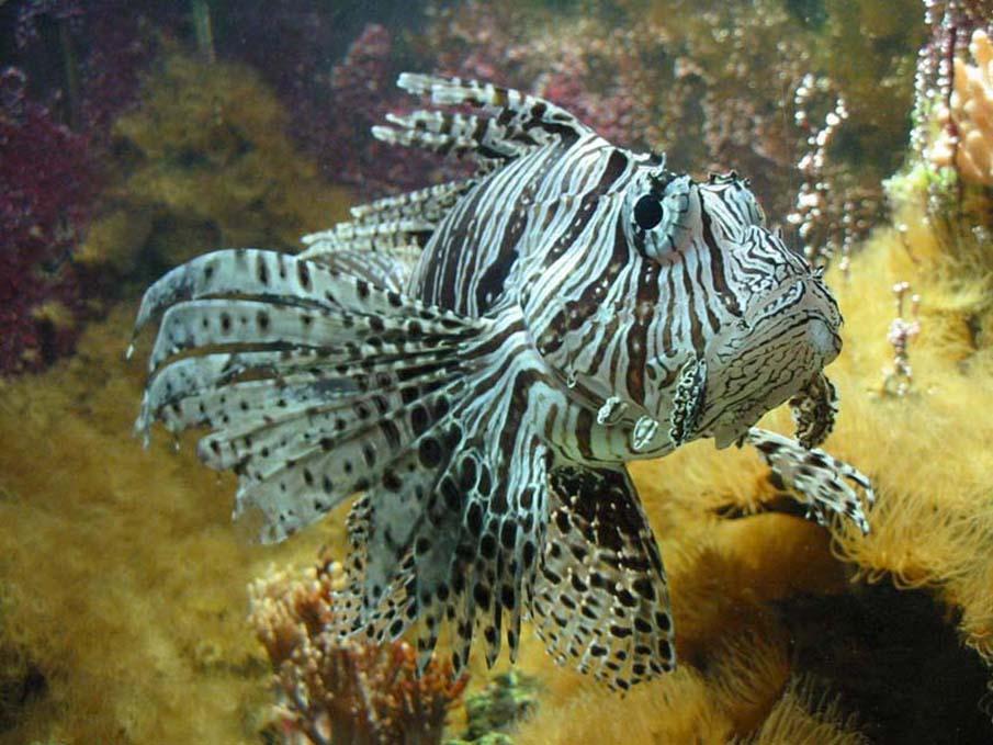 exoticfish45 Красочные рыбки со дна океана