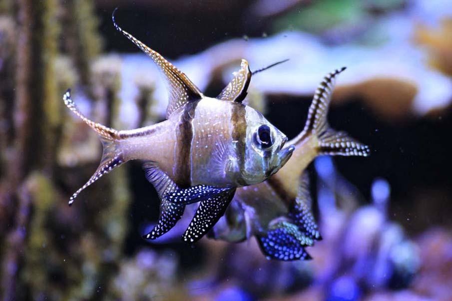 exoticfish47 Красочные рыбки со дна океана