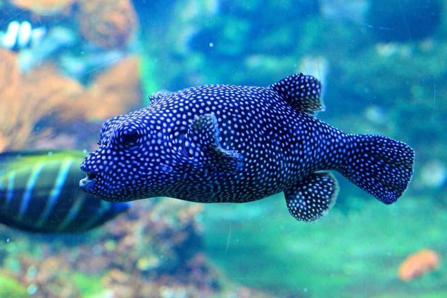 exoticfish48 Красочные рыбки со дна океана