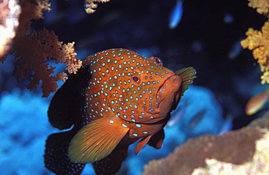 exoticfish50 Красочные рыбки со дна океана