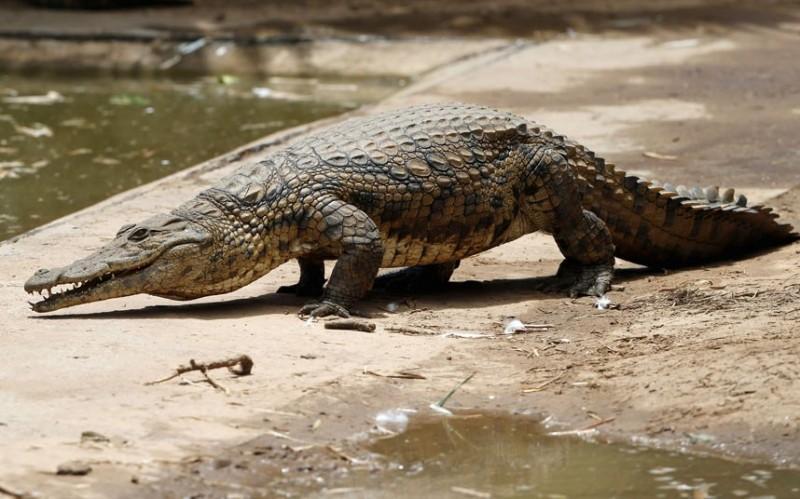 sbejavshiekrokodili 2 800x499 15 тысяч крокодилов сбежали с фермы в ЮАР и терроризируют местное население