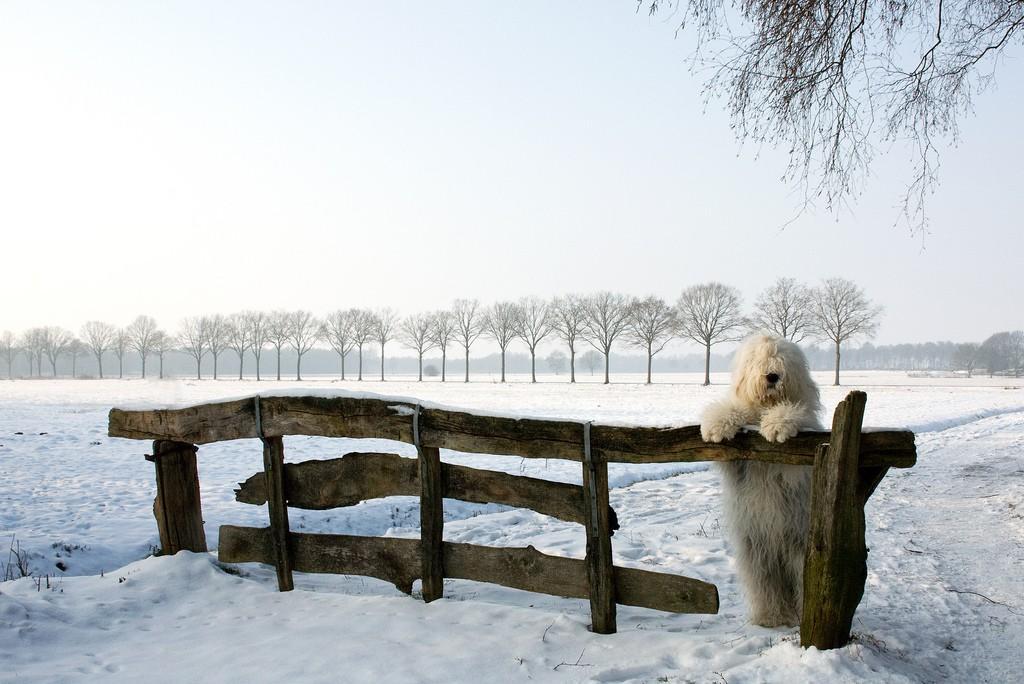 네덜란드에서 sheepdog11 두 매력적인 목자 개