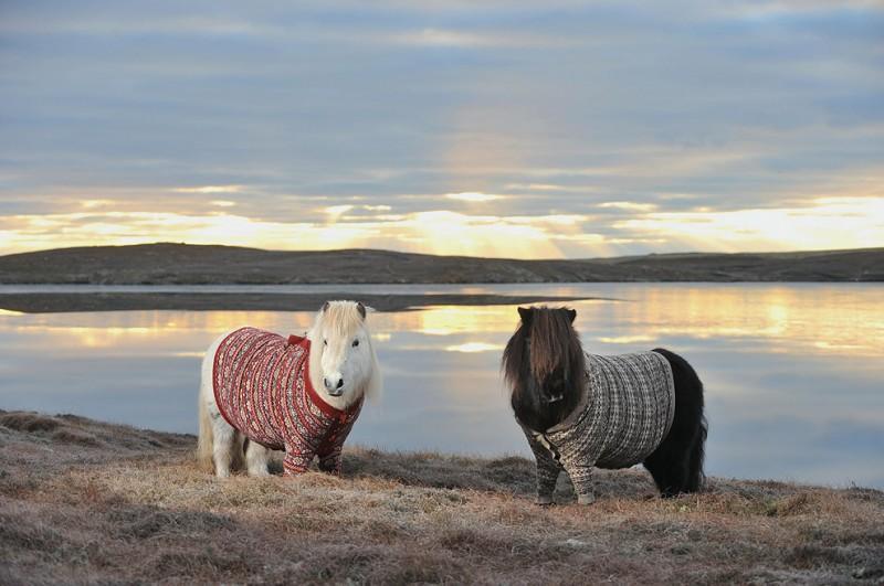shetlandponies01 800x531 Очаровательные шотландские пони в свитерах