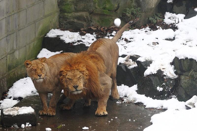 snowlion01 Посетители китайского зоопарка забросали львов снежками