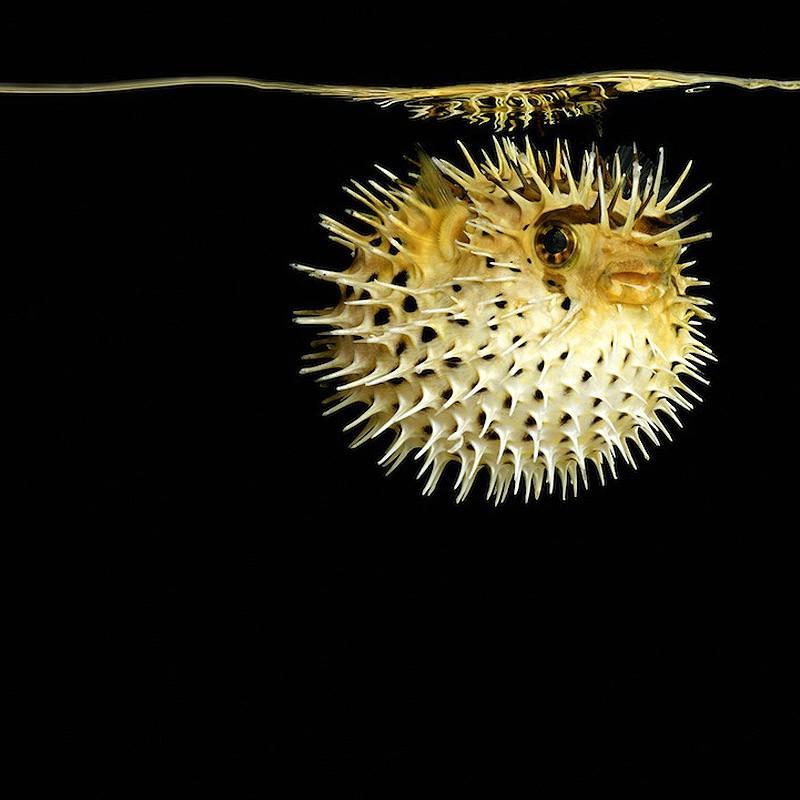 underwater111 Неоновые портреты экзотических морских обитателей