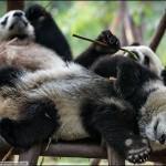 BIGPIC26 150x150 Самые милые и забавные панды