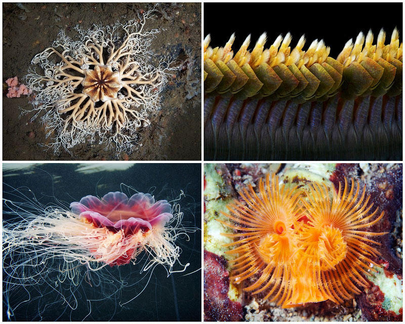 BIGPIC4 Морские организмы на фотографиях Александра Семёнова