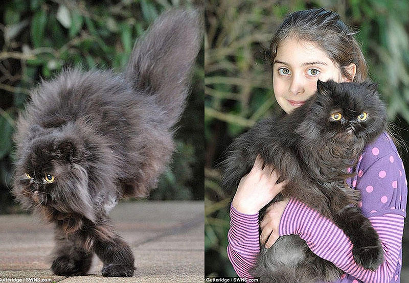 BIGPIC42 Двуногий персидский кот
