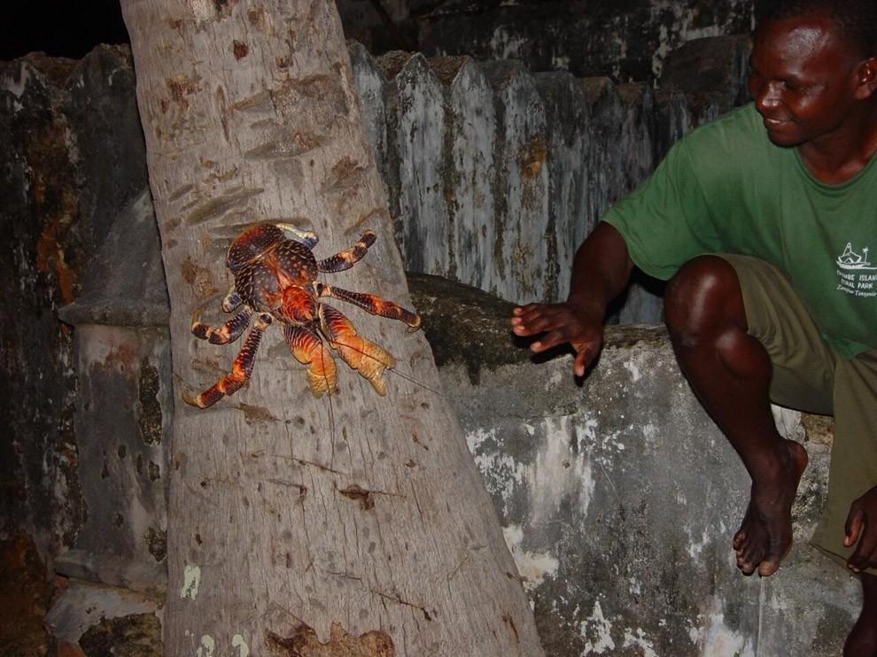 Coconutcrab22 Самый крупный представитель членистоногих, кокосовый краб!
