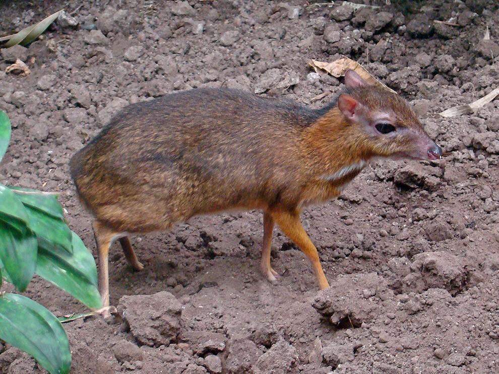 Javamousedeer12 Чудо природы олень размером с мышь!