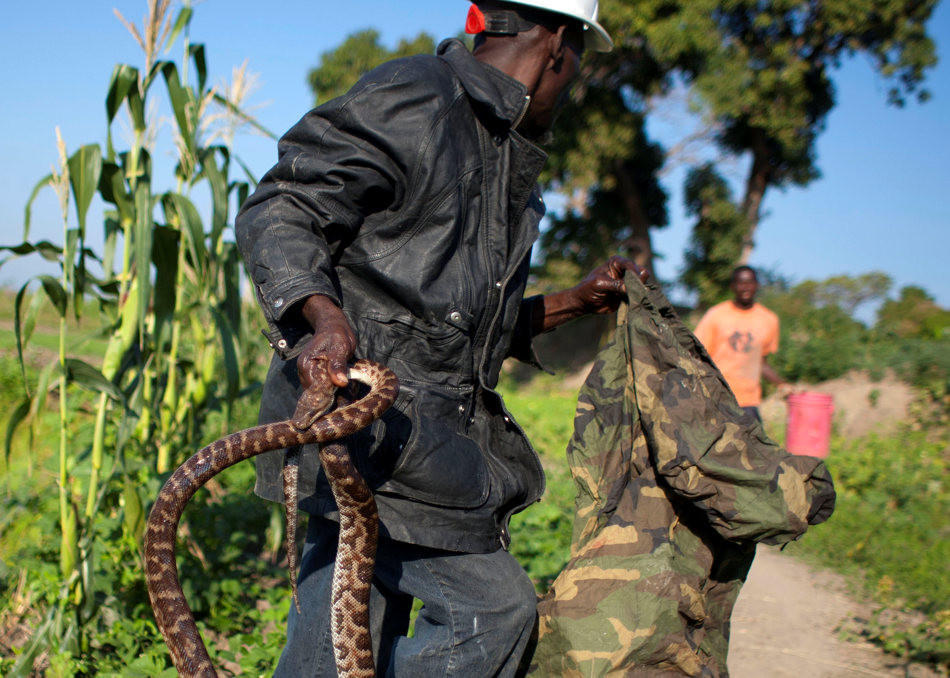  Рабочие будни заклинателя змей на Гаити