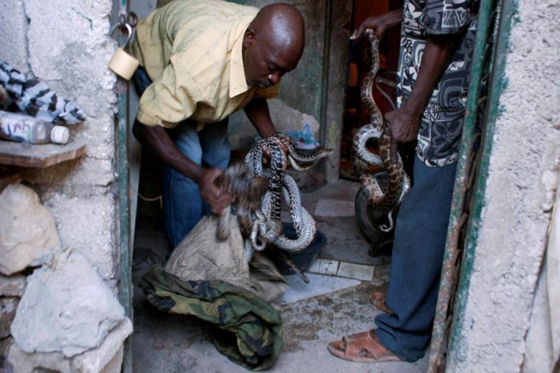 Snakehandler08 800x533 Рабочие будни заклинателя змей на Гаити