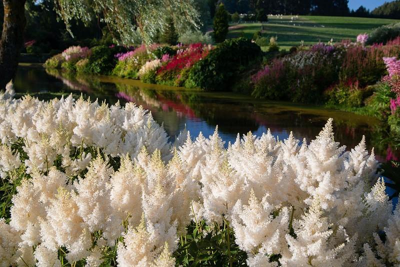 mapleglen10 Восхитительный сад Maple Glen в Новой Зеландии