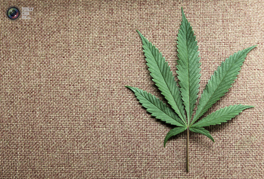 marijuana17 Марихуана в США