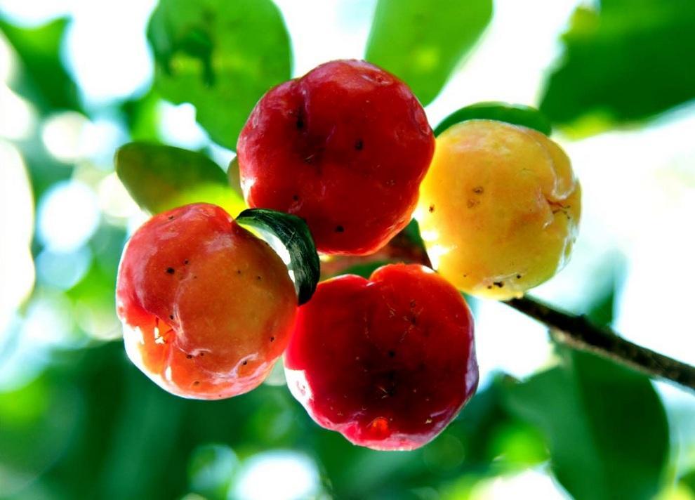 neobichniefrukti 13 Топ 10 самых необычных фруктов
