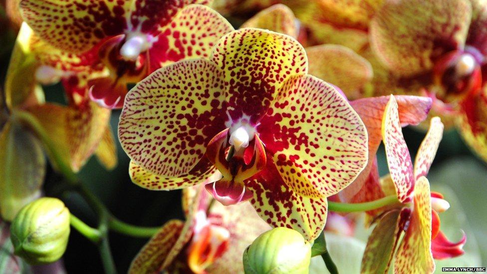 orchids03  