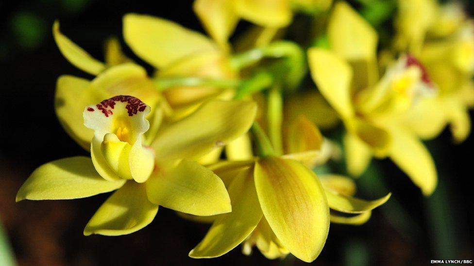 orchids04 Экзотические орхидеи