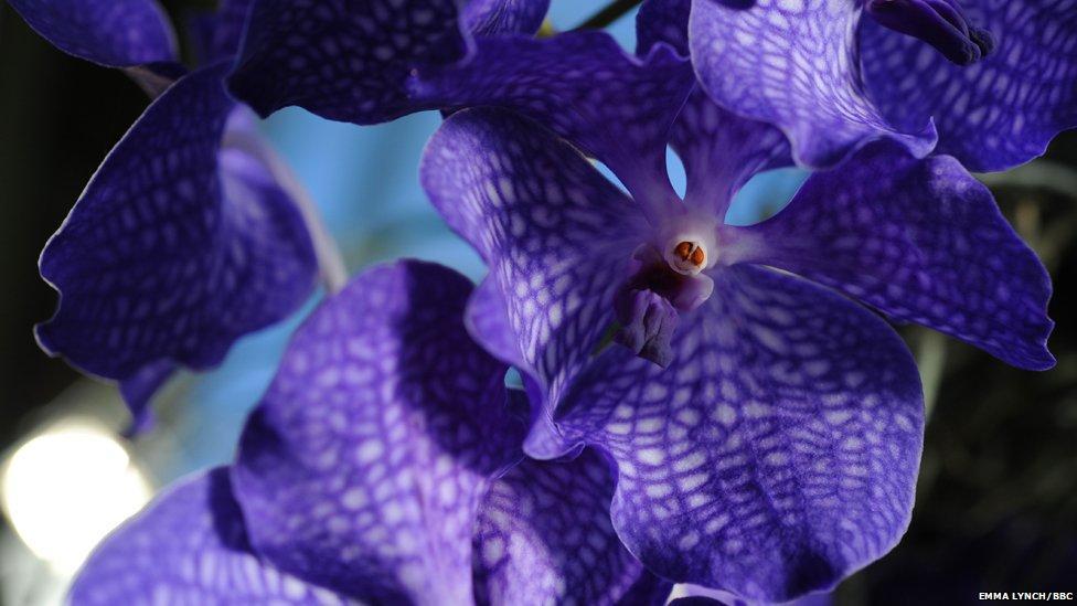 orchids05 Экзотические орхидеи
