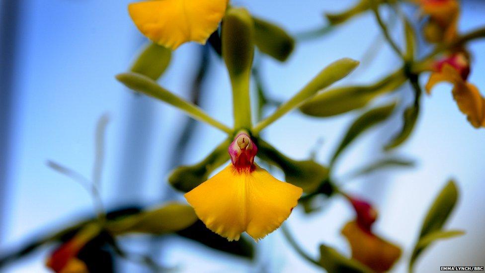 orchids07  