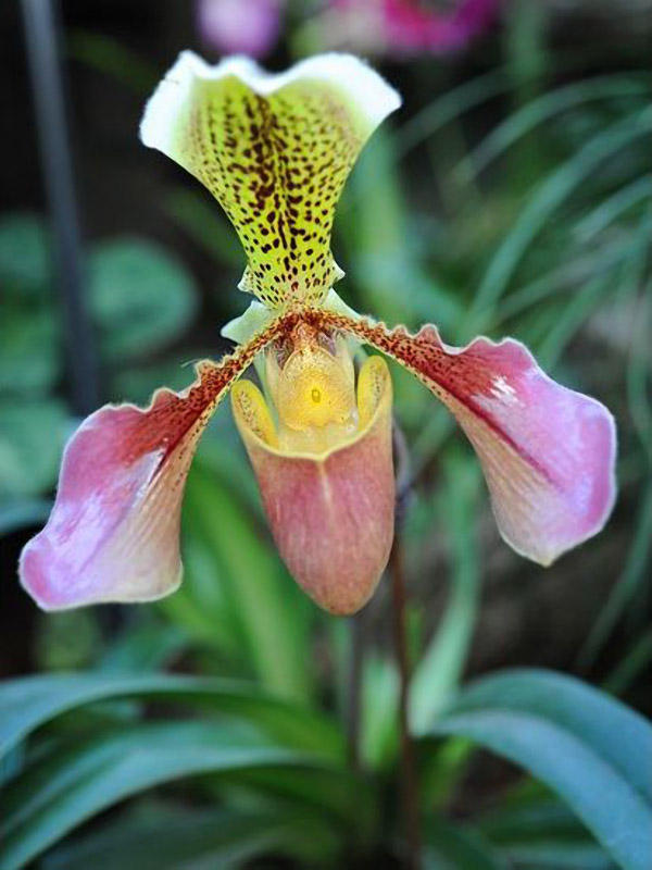 orchids08 Экзотические орхидеи