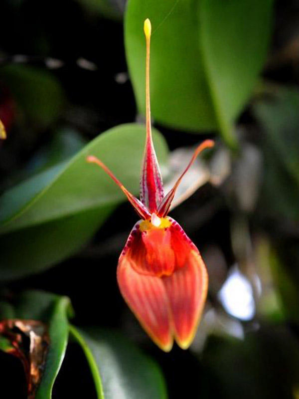 orchids11 Экзотические орхидеи