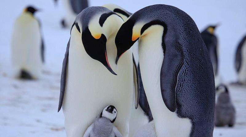 penguins08 Частная жизнь пингвинов