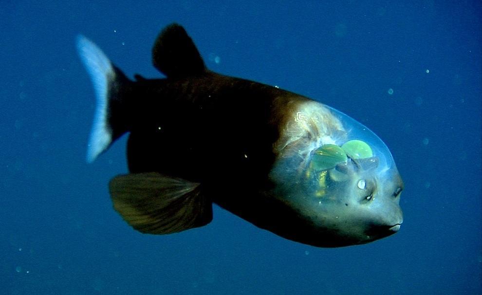 prichudlivieribi 10 Топ 10 самых причудливых рыб мирового океана