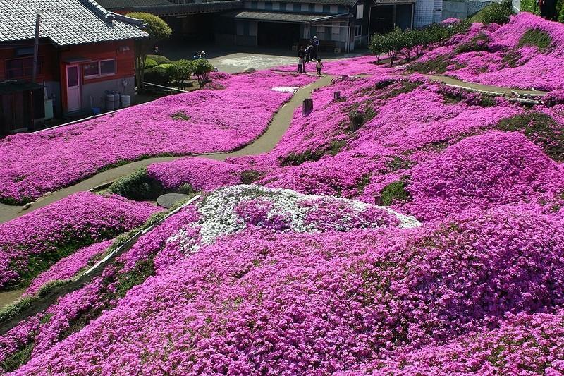 shibazakura19 Буйство красок травяной сакуры