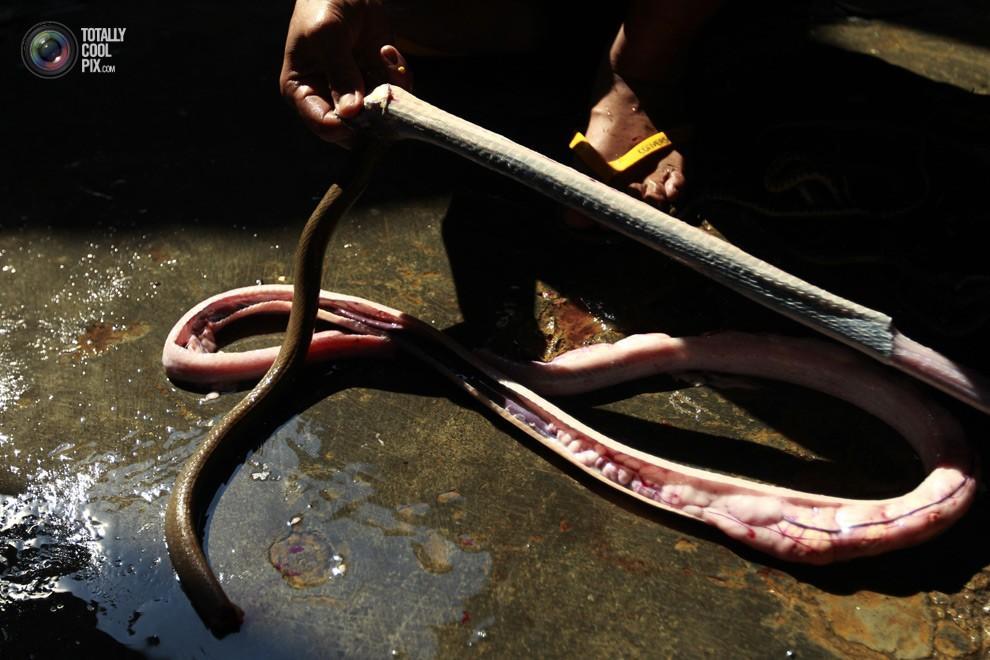snakeskin13 Как изготавливаются сумки из змеиной кожи