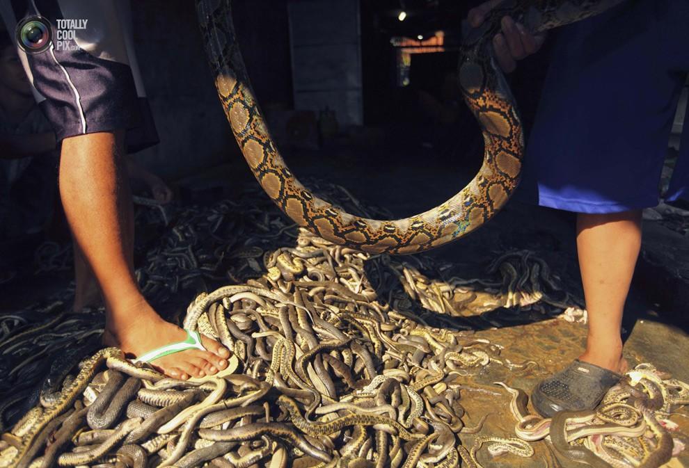 snakeskin18 Как изготавливаются сумки из змеиной кожи