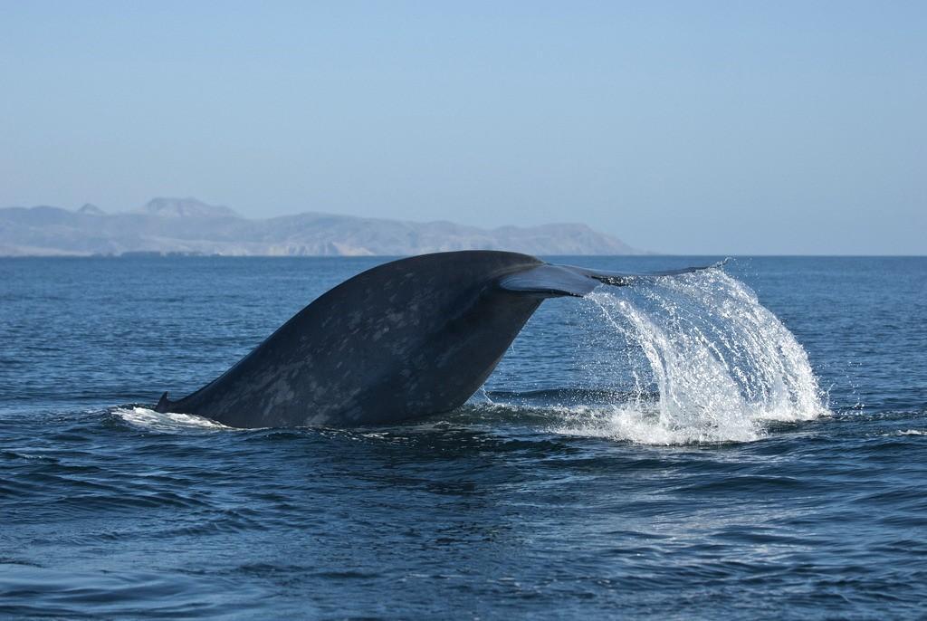 whalewatching07   