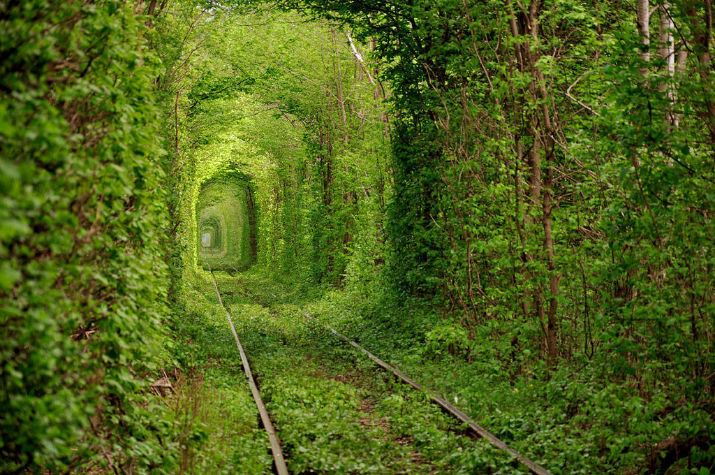 085 10 самых красивых тоннелей из деревьев в мире